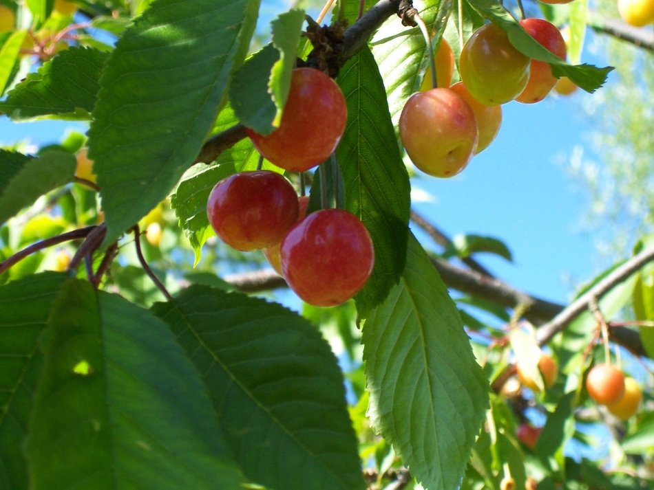 cherries on branches at sky
