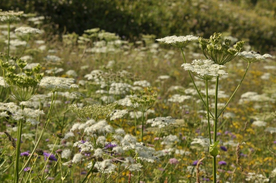 organic white wildflowers
