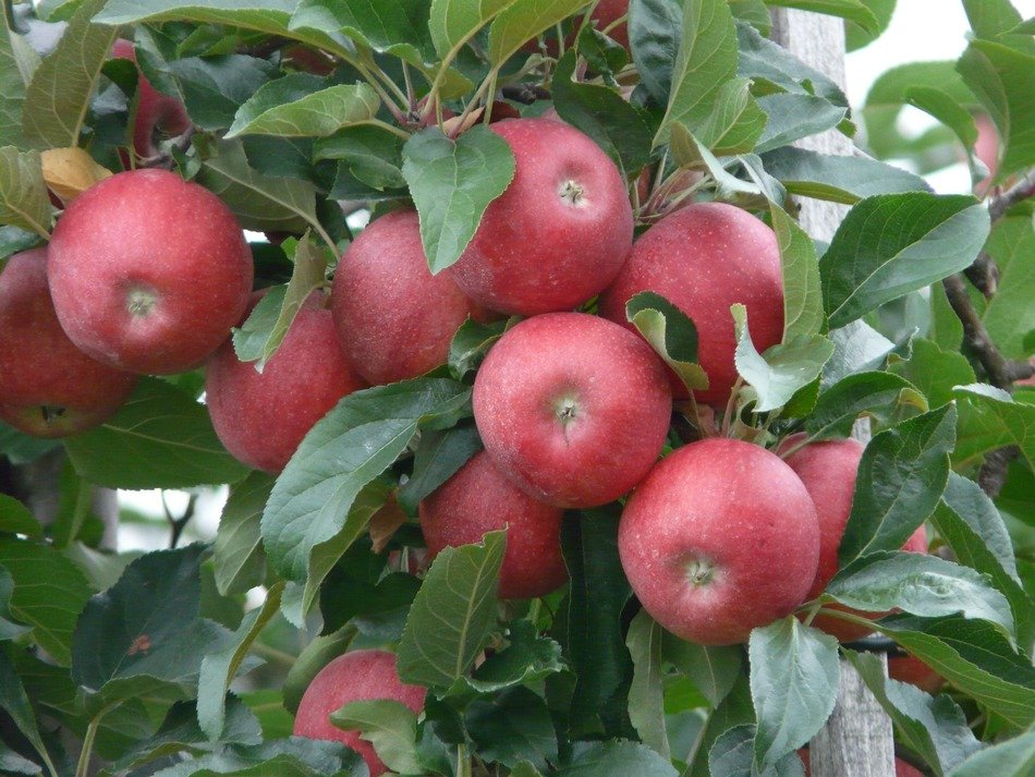 apple ripe