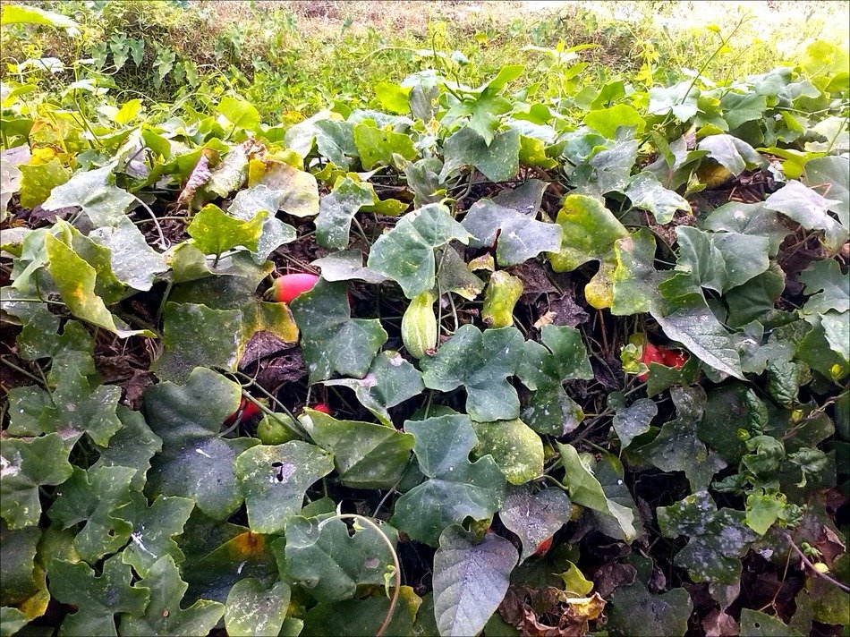 cucumbers on the garden