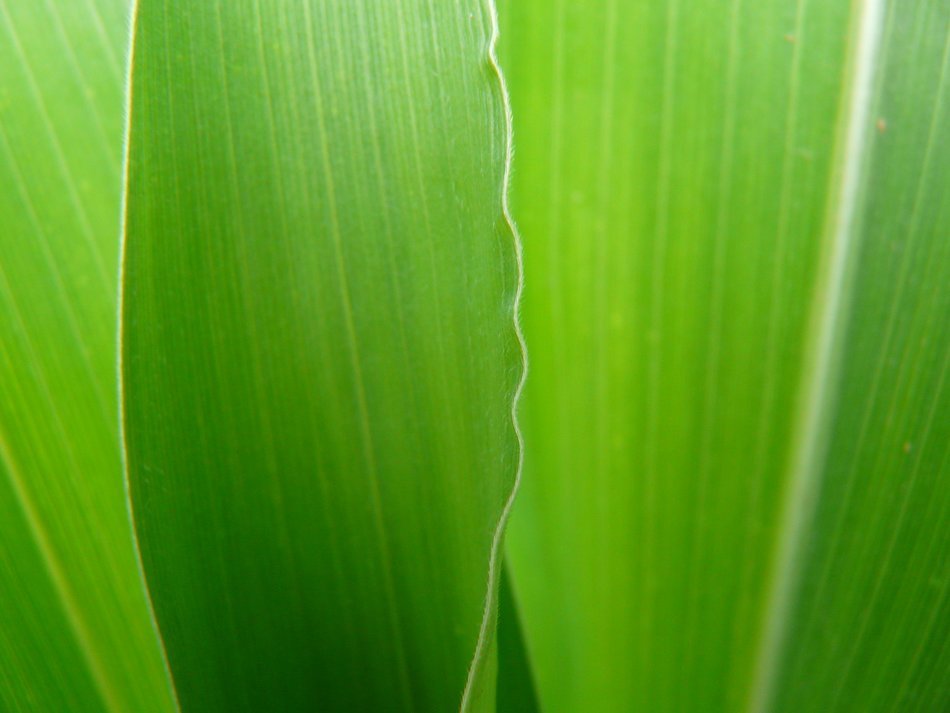 long green leaves of a tulip