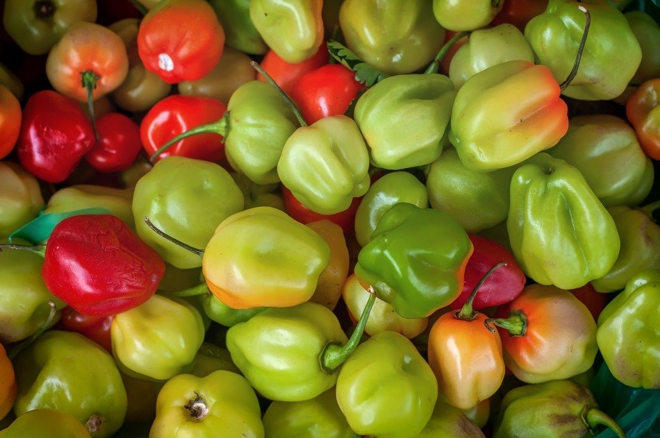 incredibly tasty capsicum pepper