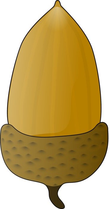 oak nut as an illustration