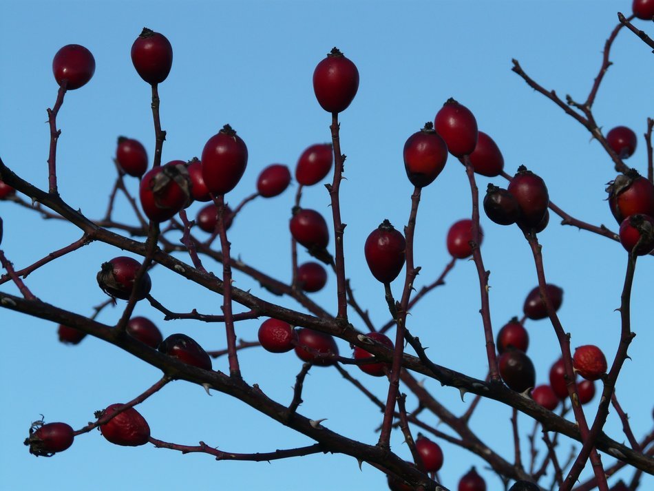 rose hips against the blue sky