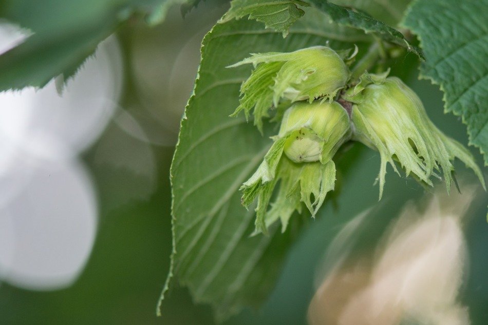 cluster of hazelnuts on the tree
