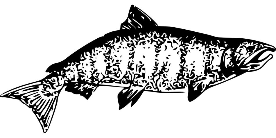 black and white picture of salmon
