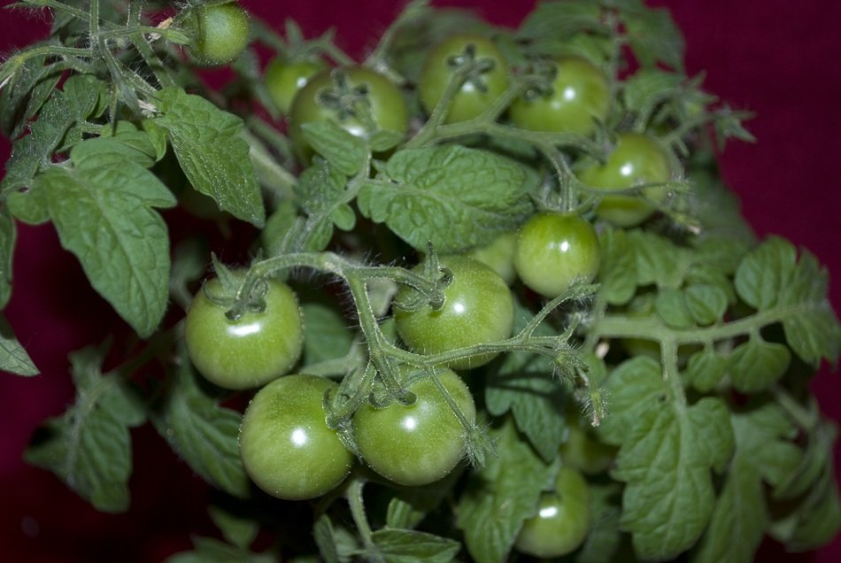 green tomatoes growing on the bush close-up on blurred background