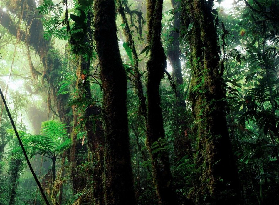 Humidity in the rain forest
