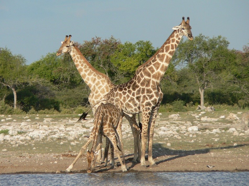 giraffe family in Safari