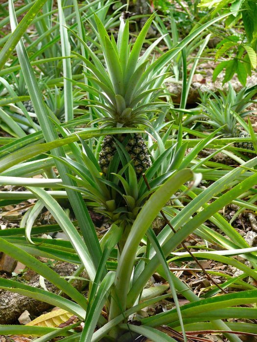 Pineapple in Dominicana