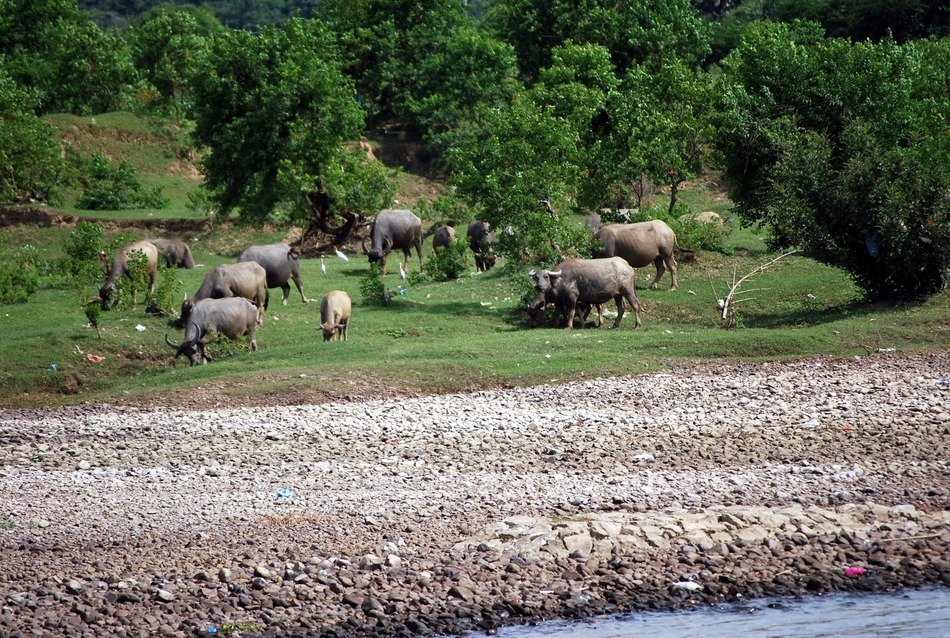 landscape of the domestic buffaloes