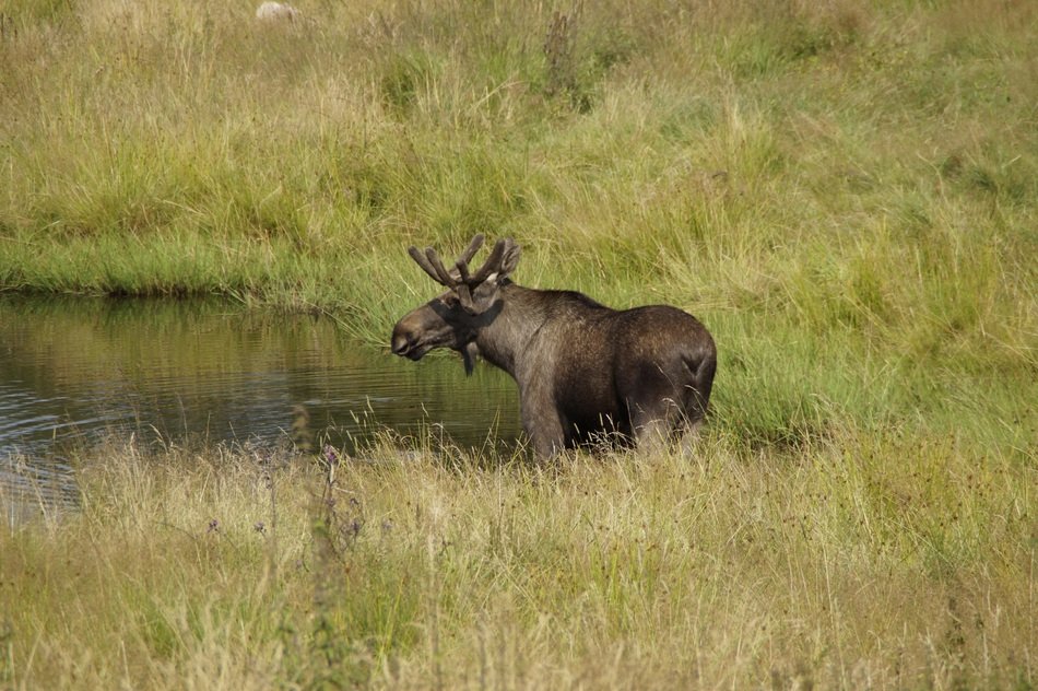 moose in the nature