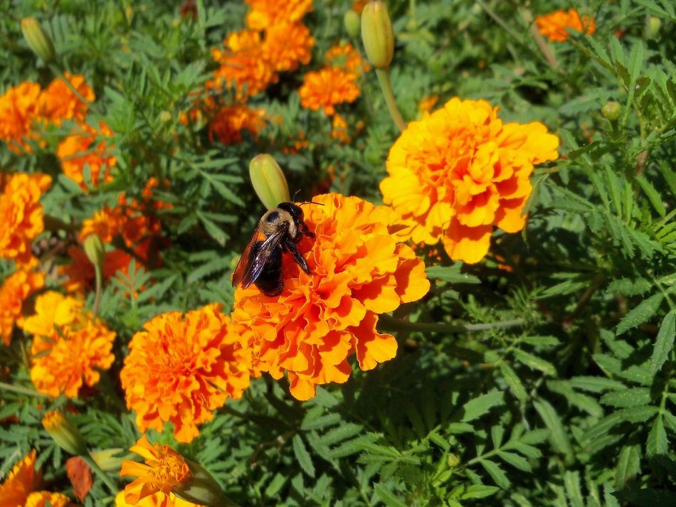 orange plants