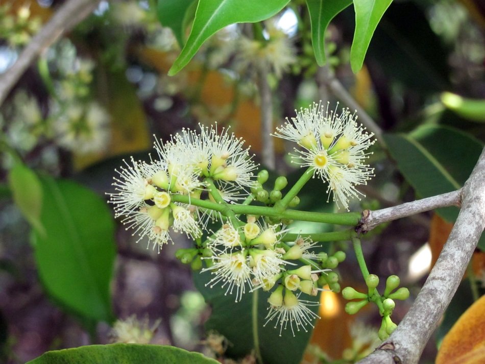 White flowers in the Mata Atlantica forest