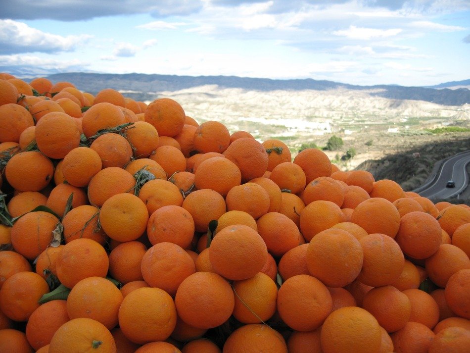 harvest fresh oranges on the background of the Spanish landscape