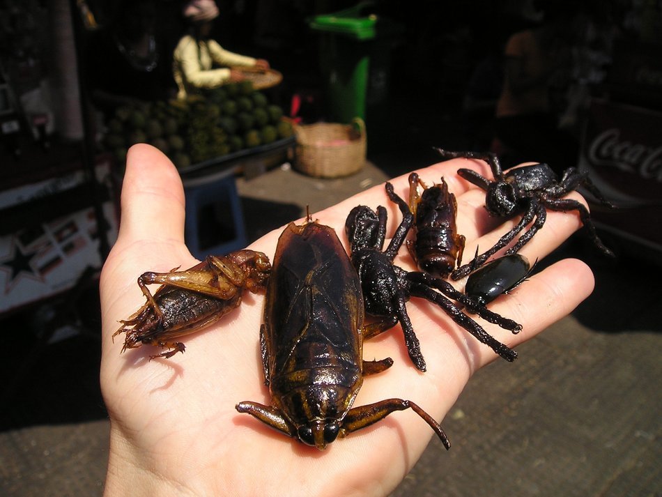 fried insects on hand, cambodian cuisine