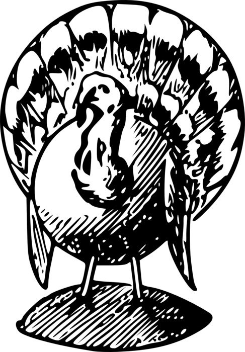 drawing turkey on white background