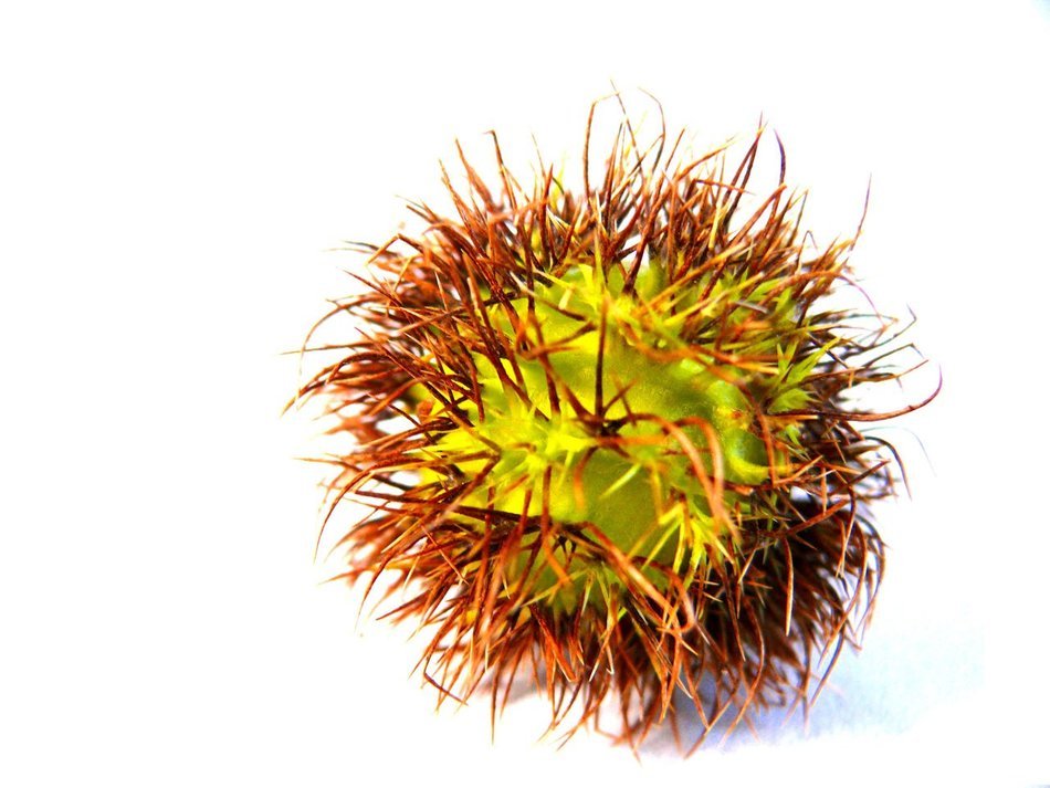 green fruit with brown needles