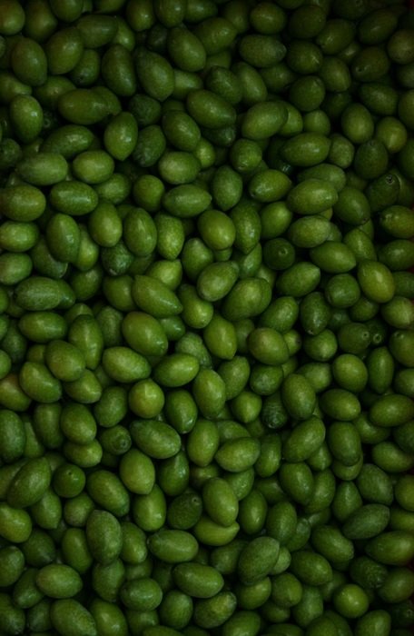 Green harvesting olives