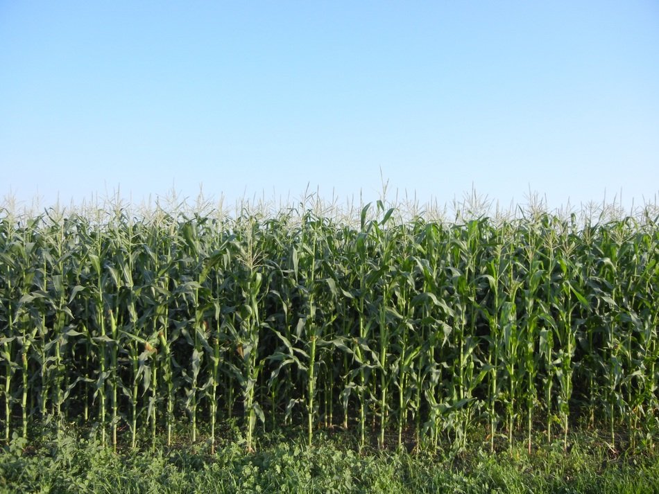 farmland with corn