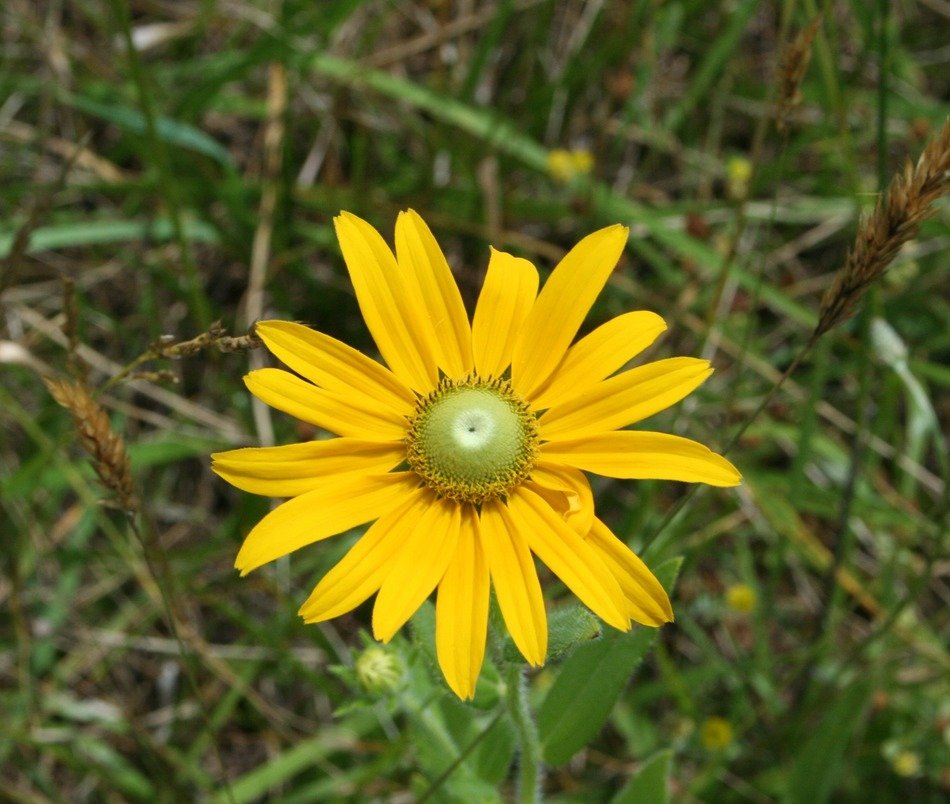 wallpaper with yellow wild flower
