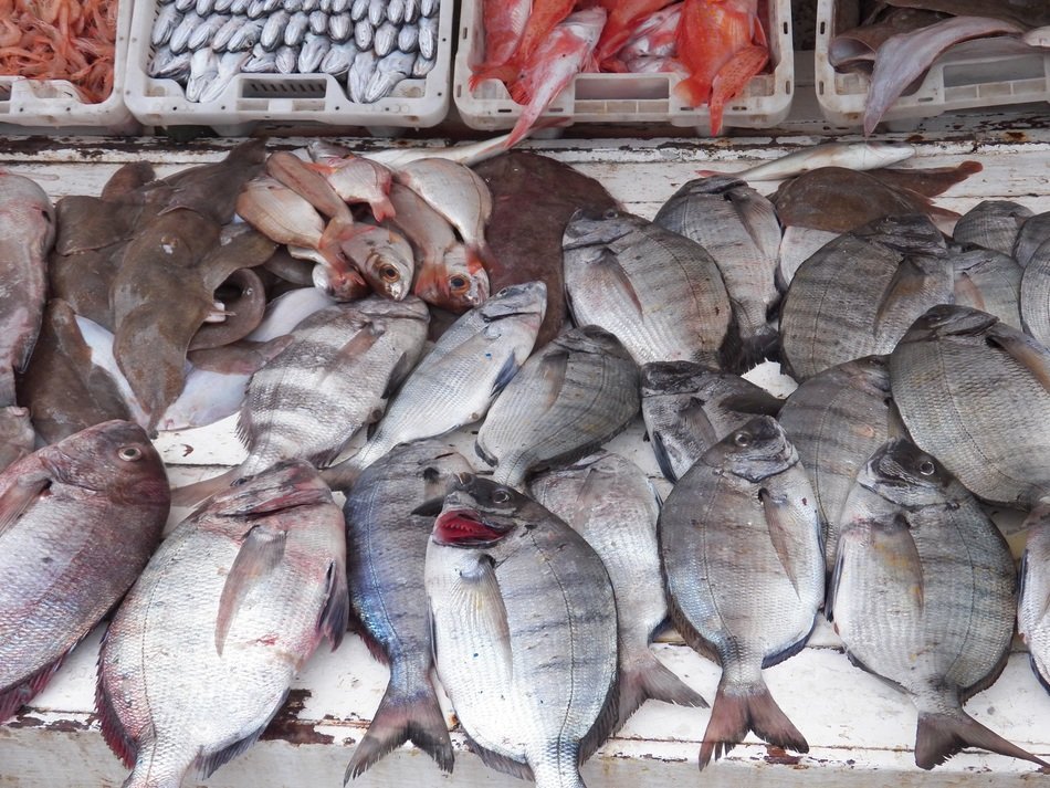 fish at the fishing harbor