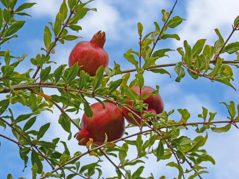 grenade fruits on branch at sky