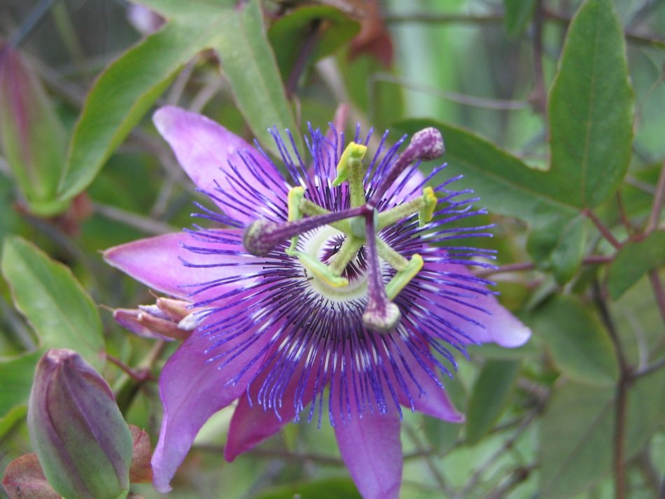 violet flower in the nature