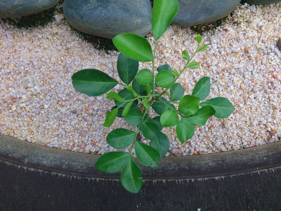 Plant is growing near the stones