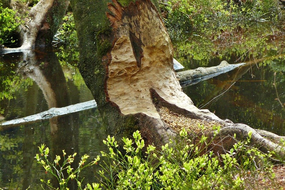 damaged tree and rodent near the water