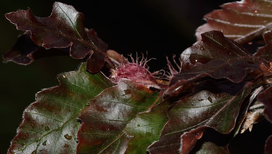 leaves of fagus tree
