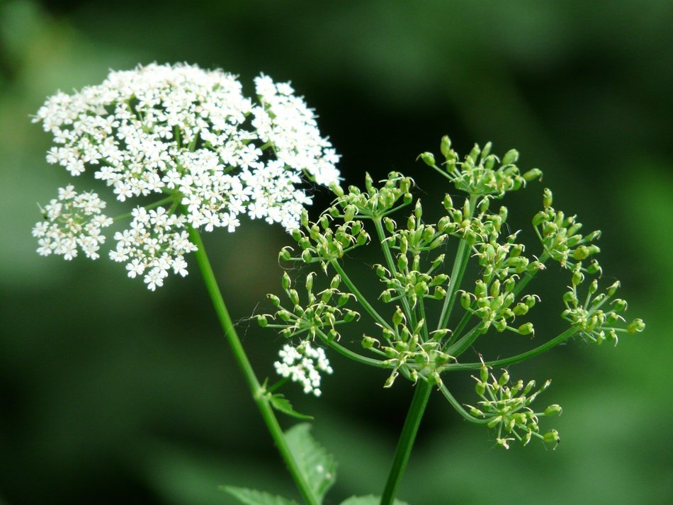White and green flowers on the umbelliferae plants