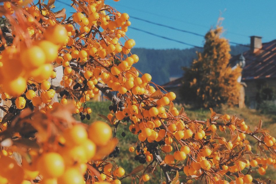 Trees with yellow berries in summer