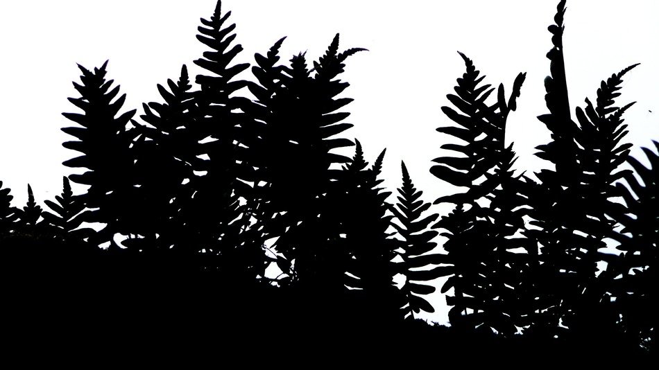 graphic image of a black silhouette of a fern