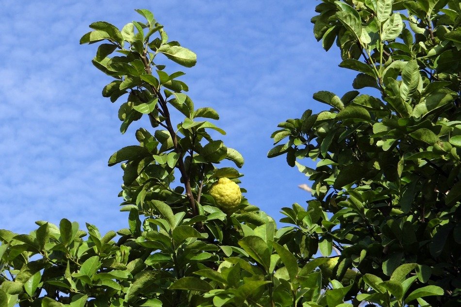 citron tree with the fruits