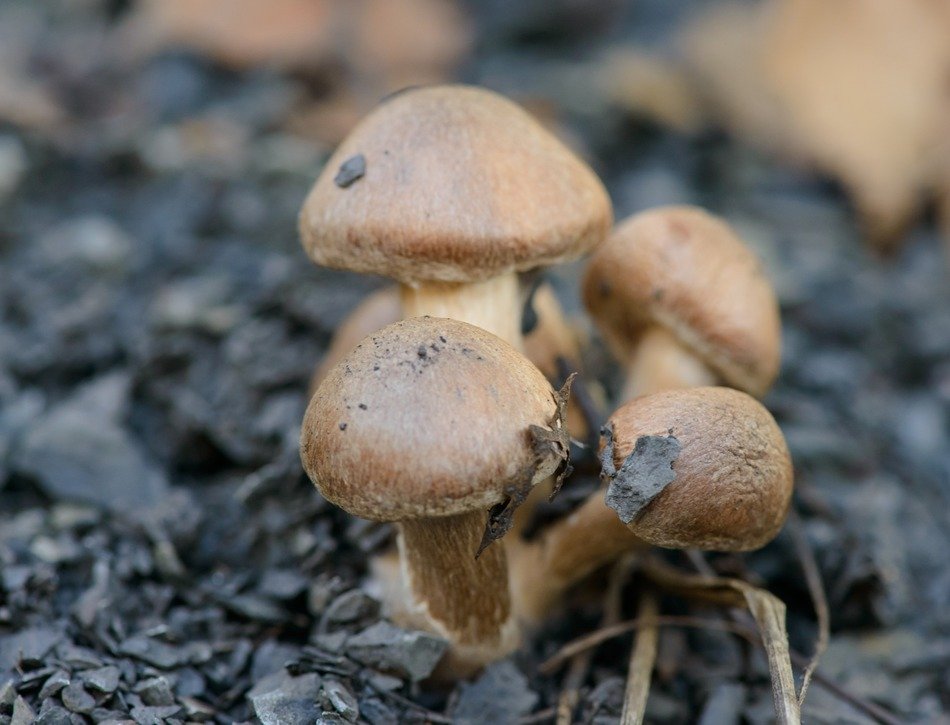 mushrooms grow in the forest