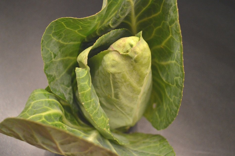 Pointed cabbage in autumn