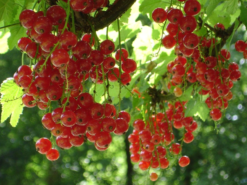 Red currant on the plant