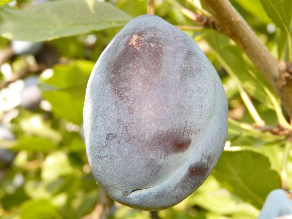 Blue plum fruit grows in nature