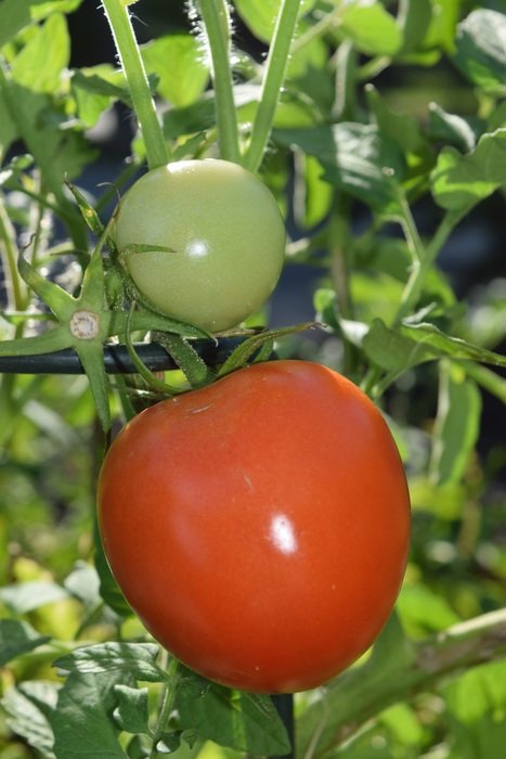 red and green tomato on branch