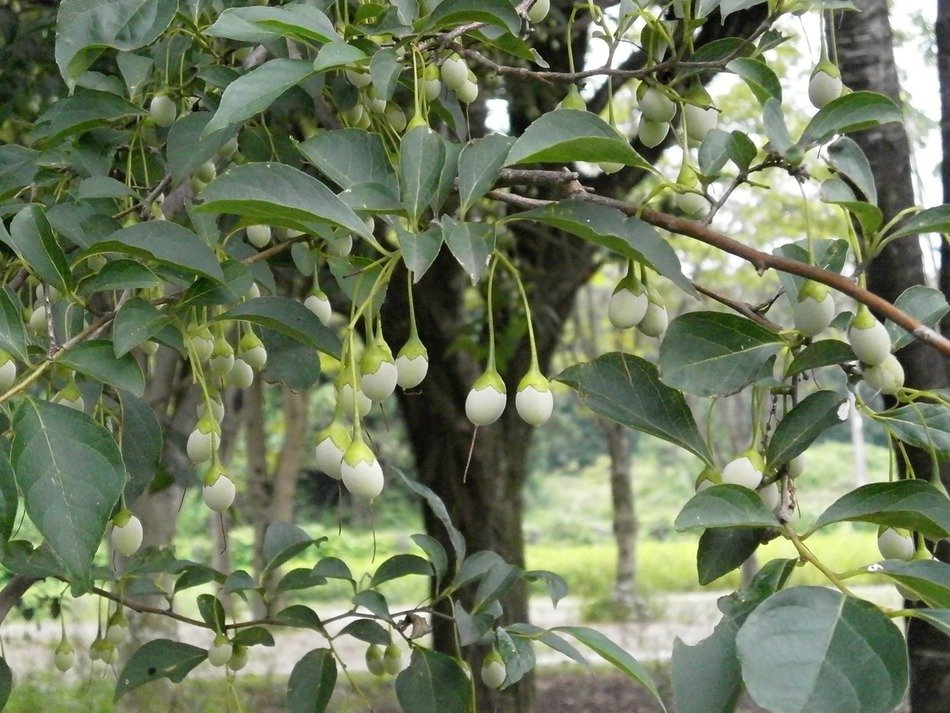 styrax nuts