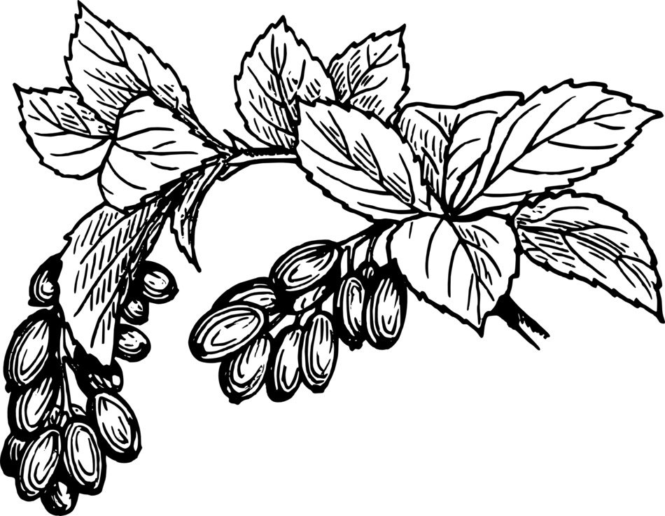 Barberries on the branch clipart