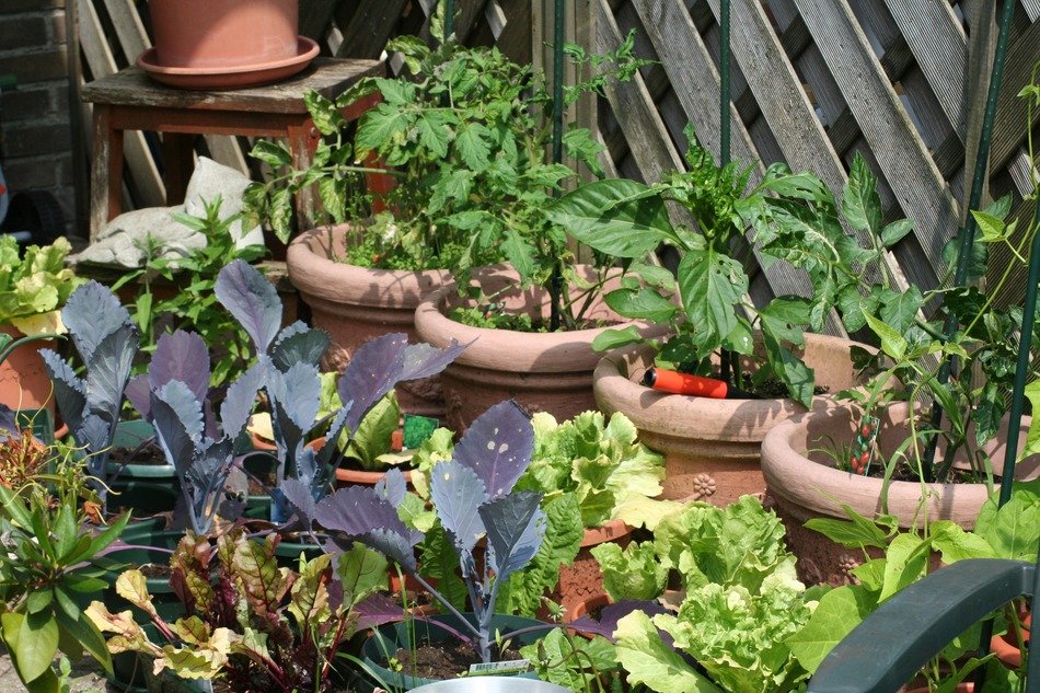 kitchen garden