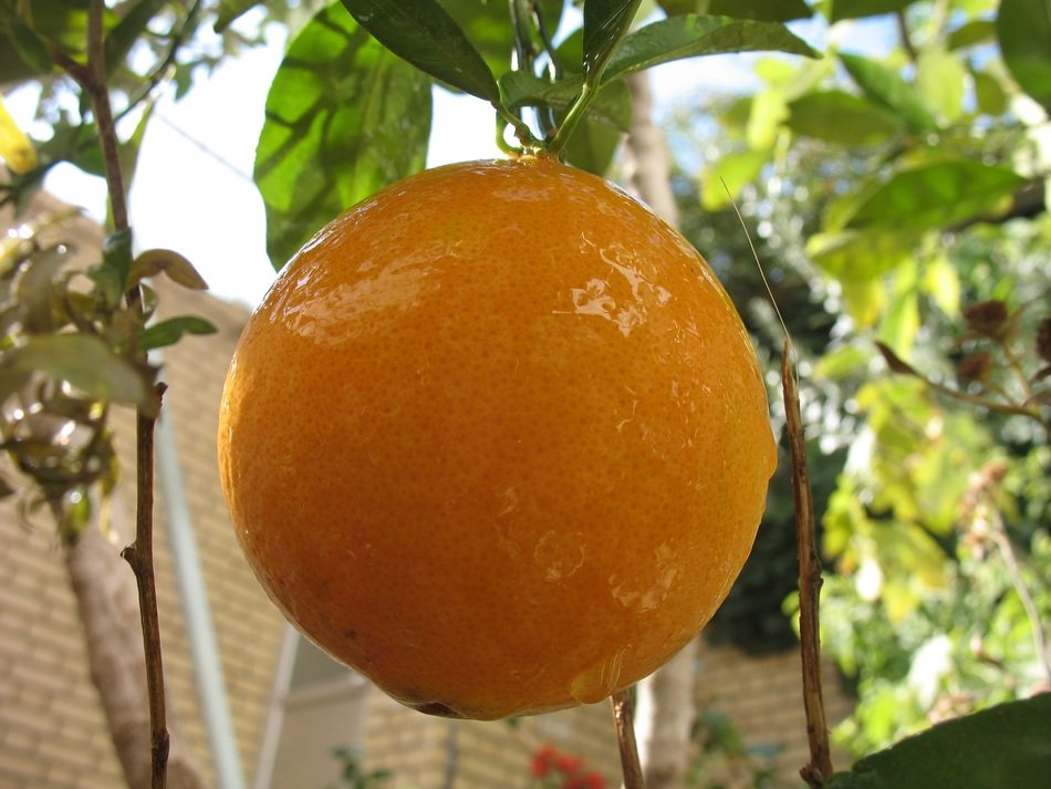 photo of the natural fruit in a garden