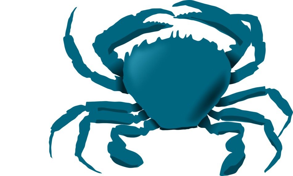 bluecrab drawing