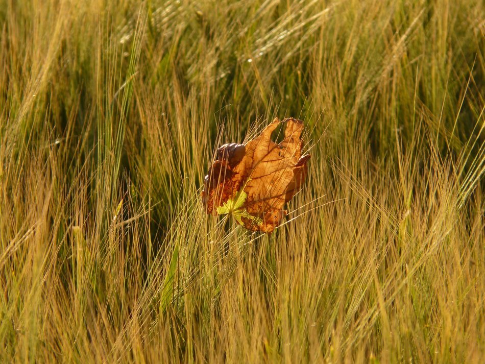 photo of the lonely leaf on a barley field