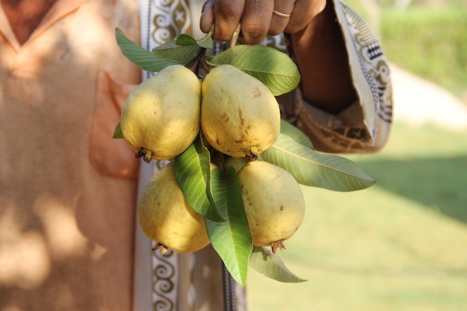 Holding guava in the hand