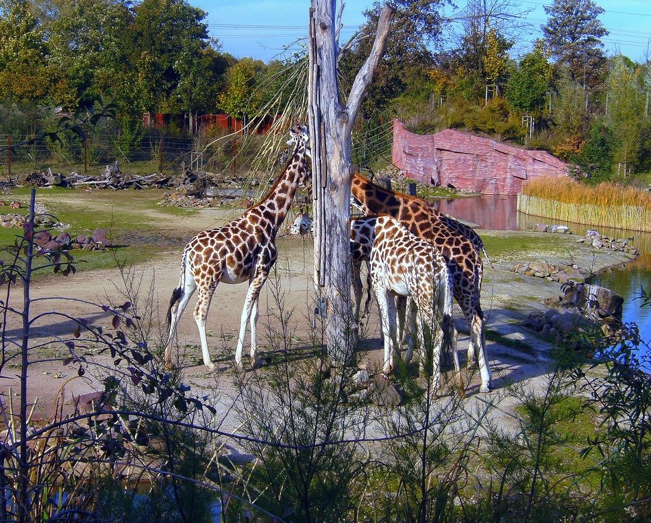 brown giraffes in zoo group portrait