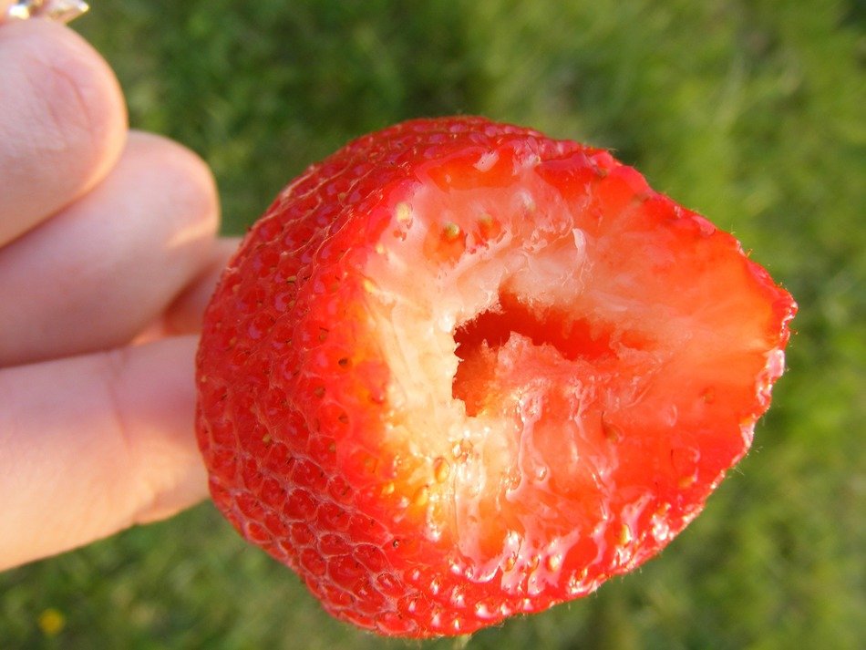 beautiful berry on the hand