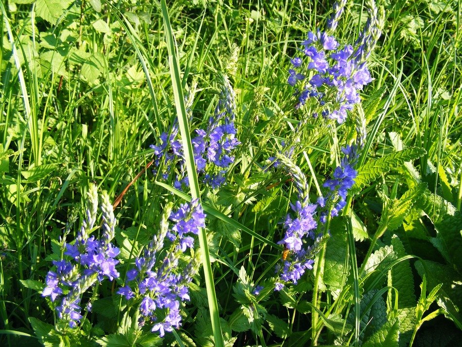 blue flowers in the wild